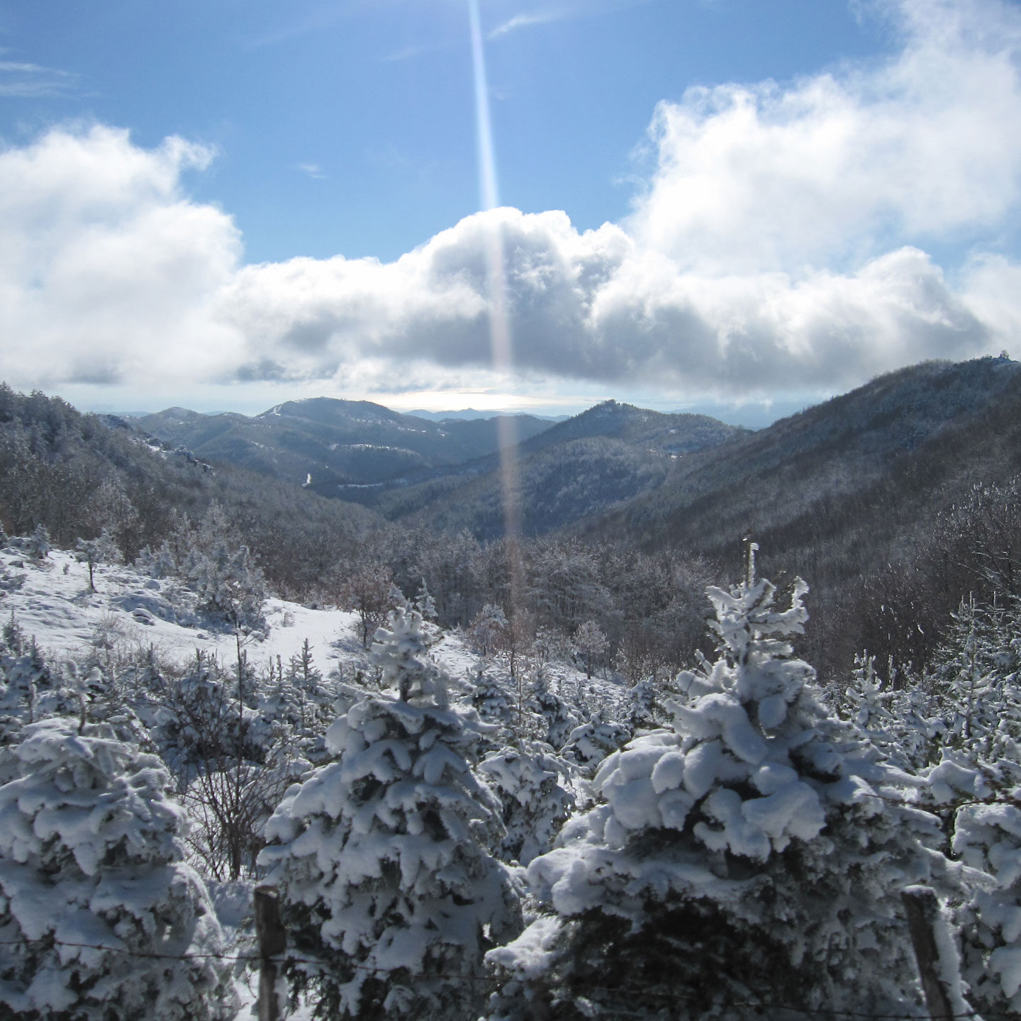 Πανοραμική Θέα Δάσους