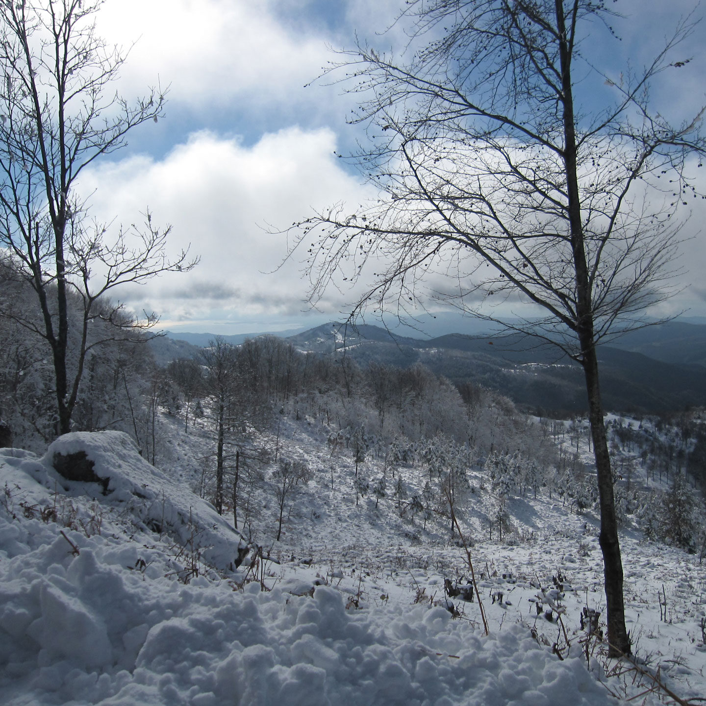 Πανοραμική Θέα Δάσους