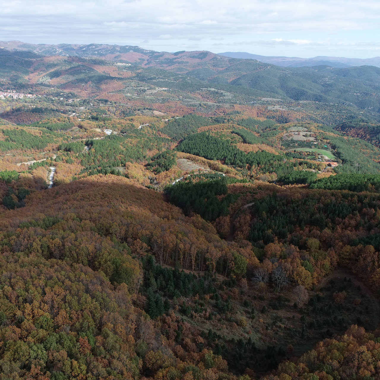 Πανοραμική Θέα Δάσους