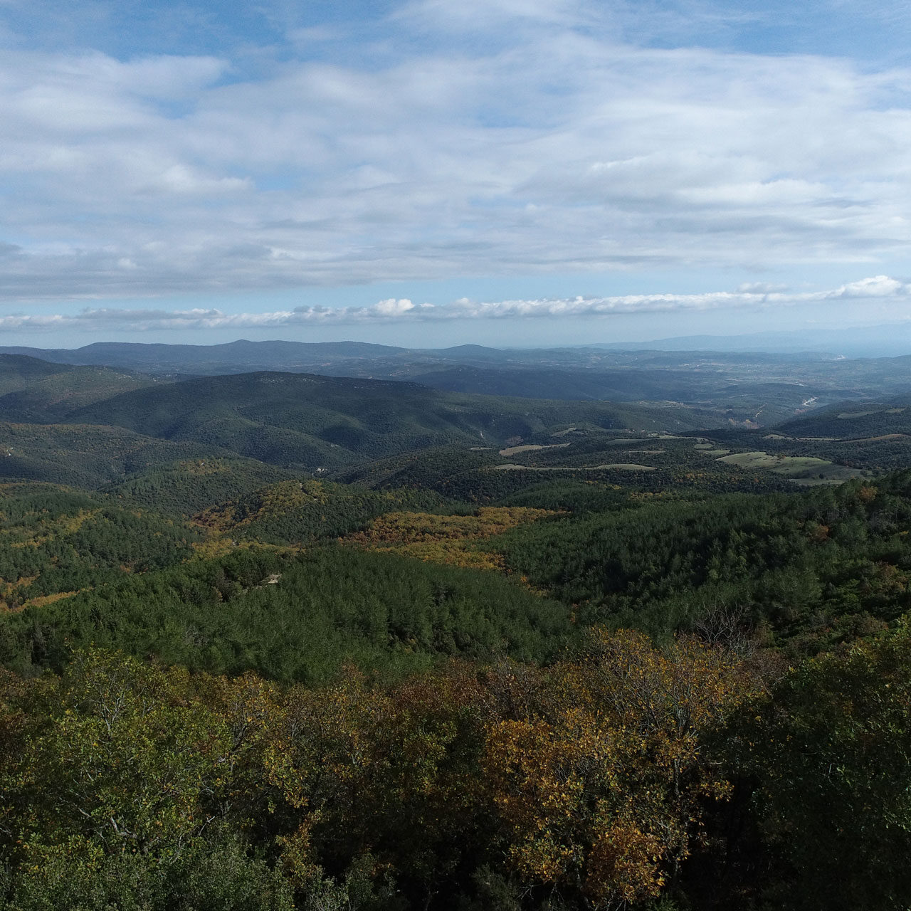 Πανοραμική Θέα Δάσους
