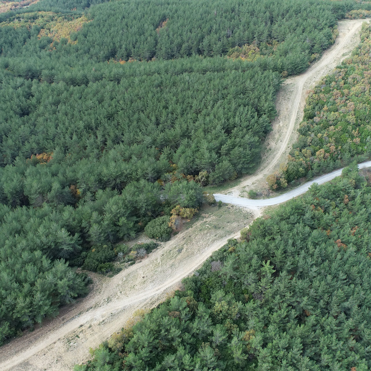 Πανοραμική Θέα Δάσους