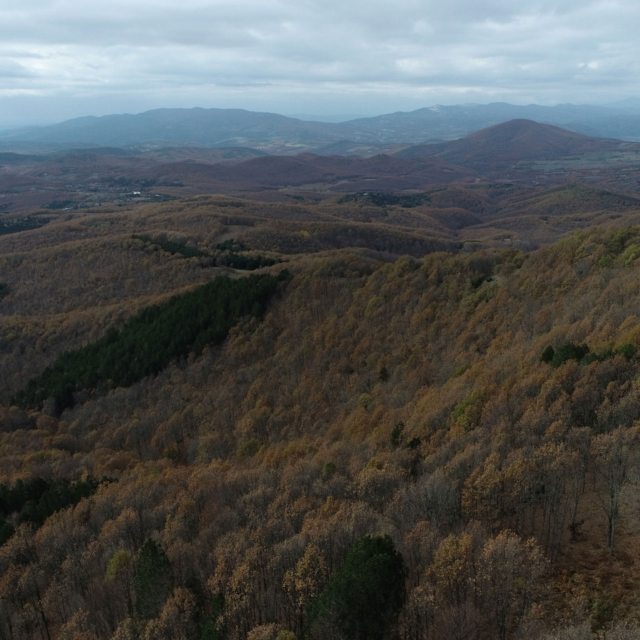 Πανοραμική Θέα Δάσους