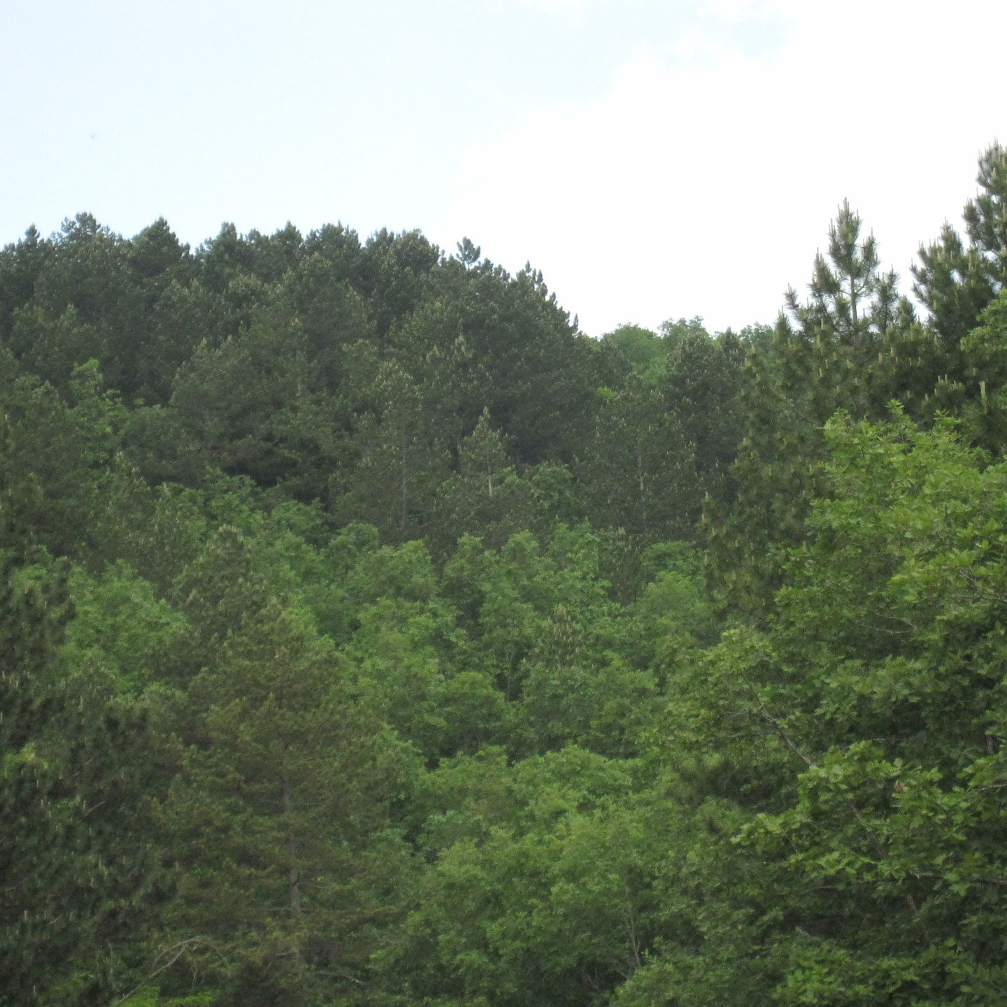 ΑΝΑΔΑΣΩΣΕΙΣ ΠΑΡΑΜΕΣΟΓΕΙΑΚΗΣ ΖΩΝΗΣ ΒΛΑΣΤΗΣΗΣ