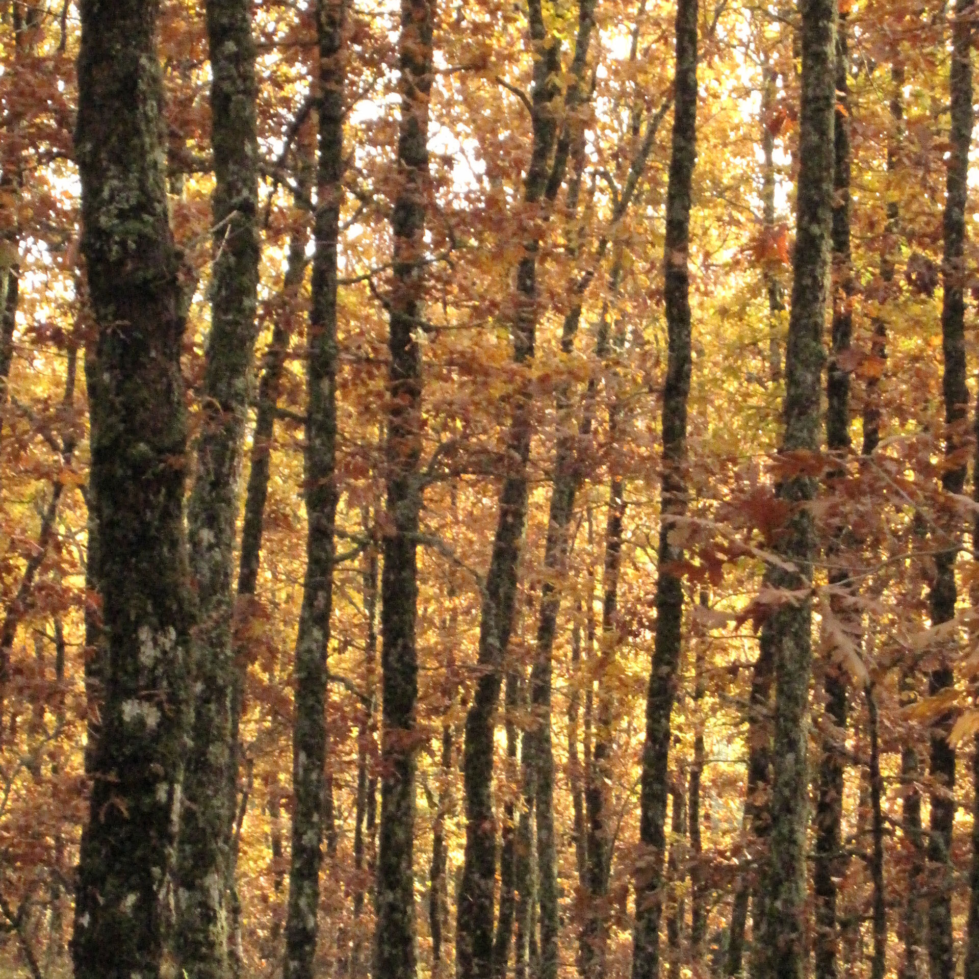 ΔΑΣΟΣ ΠΛΑΤΥΦΥΛΛΟΥ ΔΡΥΟΣ
