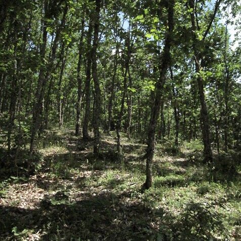 ΔΑΣΟΣ ΔΑΛΕΧΑΜΠΙΟΥ ΔΡΥΟΣ