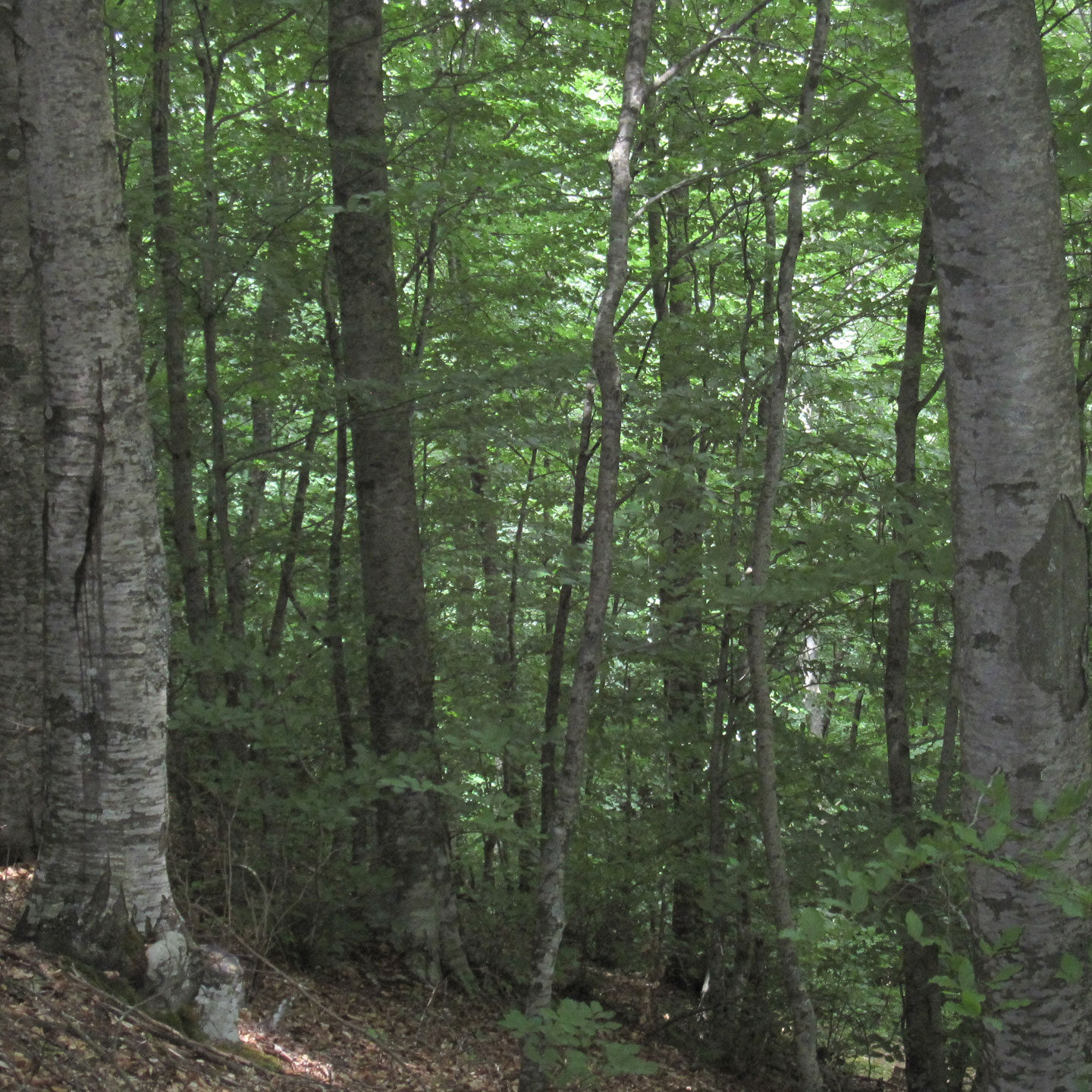 ΔΑΣΟΣ ΟΞΙΑΣ