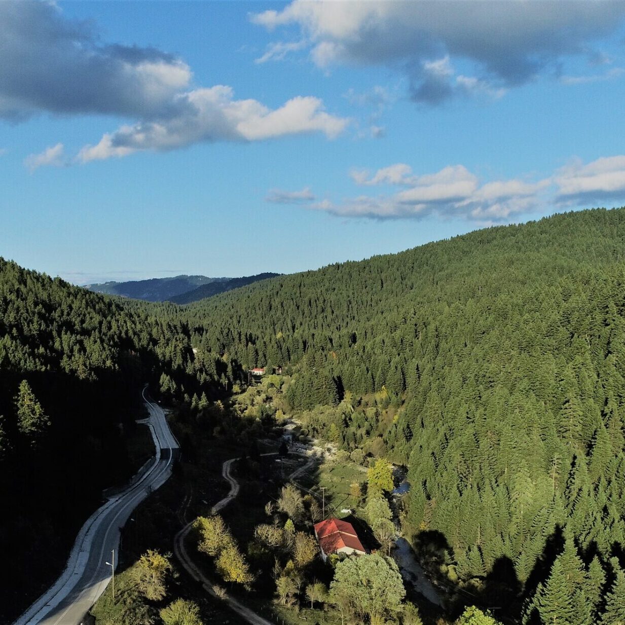 Δάσος Ελάτης στο Πανεπιστημιακό Δάσος Περτουλίου που φτάνει μέχρι τα όρια του οικισμού του Περτουλίου