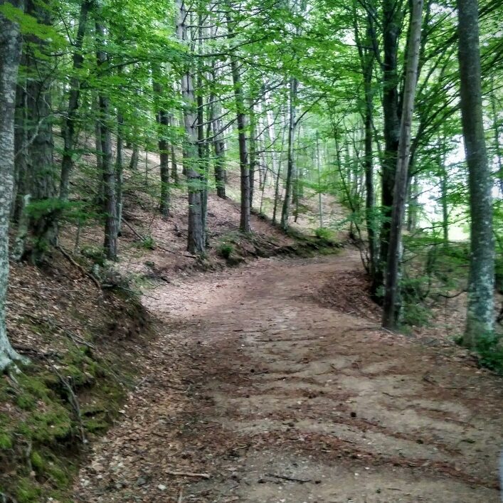 Μονοπάτι στο Πανεπιστημιακό Δάσος Ταξιάρχη
