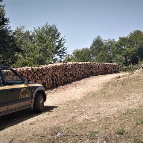 Καταμέτρηση και παραλαβή Μαύρης Πεύκης στο Πανεπιστημιακό Δάσος Ταξιάρχη