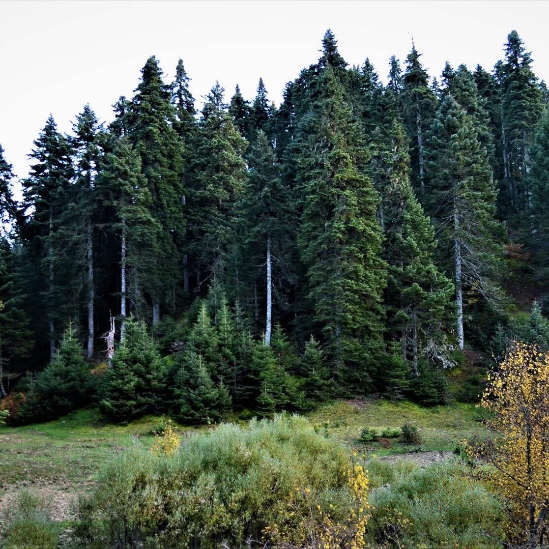 Δάσος Ελάτης στο Πανεπιστημιακό Δάσος Περτουλίου